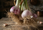 Chesnok Red Garlic: Flavor, Benefits & Growing Tips for Gardeners