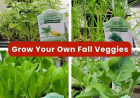 Edible Landscape Plants for Fall Gardens | Evergreen Nursery