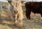 Miniature Highland Cow: A Complete Guide to These Charming Cattle