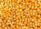 Maize Manufacturers in Telangana | Quality Maize Suppliers
