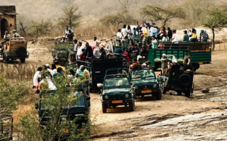 Ranthambore Safari Booking | Book Jeep & Canter Safari