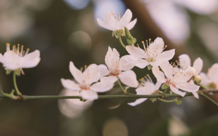 Professional Miscarriage Support and Counselling Services in Sydney