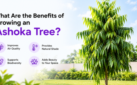 What Are the Benefits of Growing an Ashoka Tree?