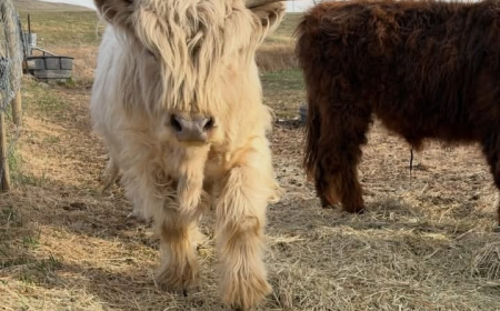 Miniature Highland Cow: A Complete Guide to These Charming Cattle