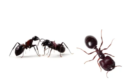 Annual Pest Control Contract Dubai: Complete Guide for Homes, Restaurants, Clinics & Commercial Properties