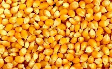 Maize Manufacturers in Telangana | Quality Maize Suppliers