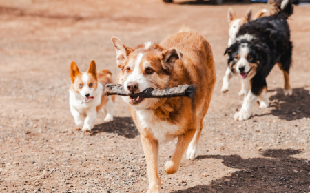 Is Rawhide Good for Dogs? A Guide to Safe and Long-Lasting Chews 