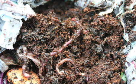 Can You Recommend Some Reliable Brands for Worm Bedding and Containers?