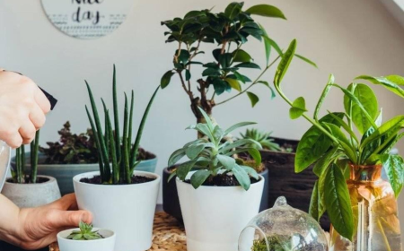 Houseplant Watering & Care in Warm Weather | Plant Nursery