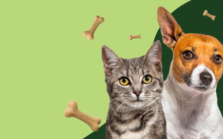 Doggy mats & Dog Bed: Best Comfort Guide