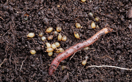 Worm Eggs: What They Are and How They Help Your Worm Bin