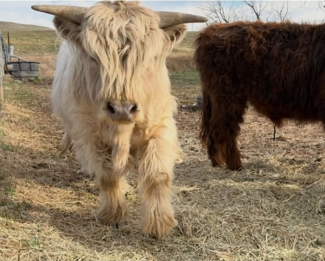 Miniature Highland Cow: A Complete Guide to These Charming Cattle