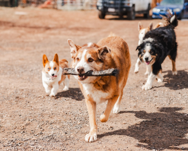 Is Rawhide Good for Dogs? A Guide to Safe and Long-Lasting Chews 