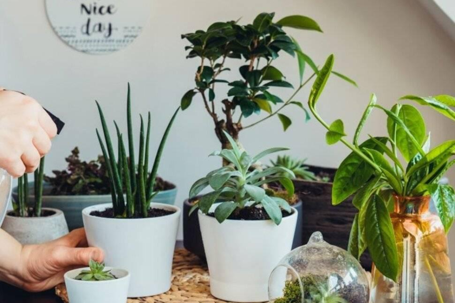 Houseplant Watering & Care in Warm Weather | Plant Nursery