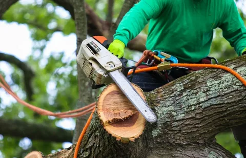 How Professional Tree Pruning Helps Maintain Healthy Trees in North Highlands, CA