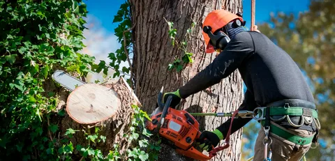 Tree Services in Bedford, KY: A Practical Guide to Safe Tree Care and Removal