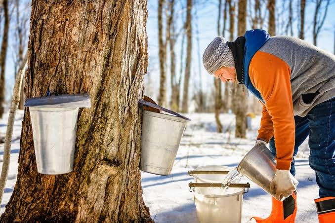 Maple Sugaring Equipment in Vermont: Essential Tools for Producers