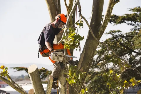Why Professional Tree Removal Services in Green Ridge, MO Are Important for Property Safety