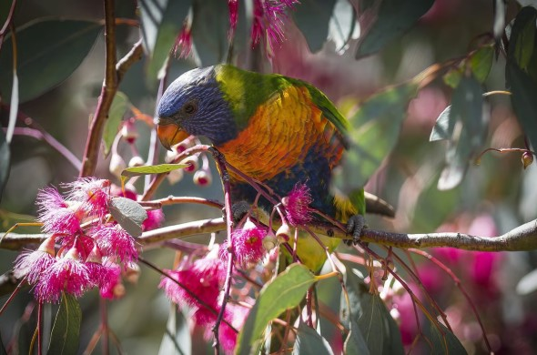 How to Protect Native Australian Wildlife: Practical Steps Everyone Can Take