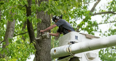 How Professional Tree Services in Tonasket, WA: Help Maintain Safe and Healthy Properties