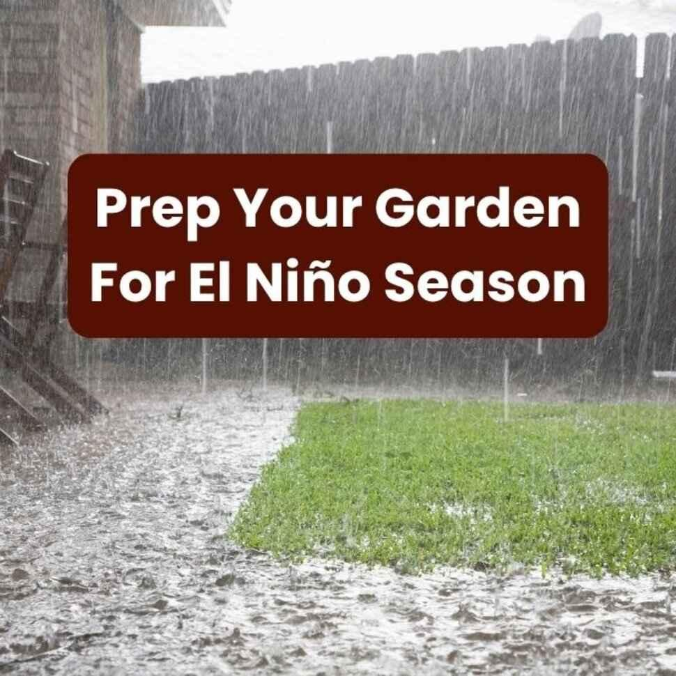 Potting Soil for a Wet El Niño Winter | Evergreen Nursery
