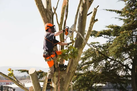 Tree Services in Sheboygan, WI: A Homeowner’s Guide to Tree Care, Trimming, and Maintenance