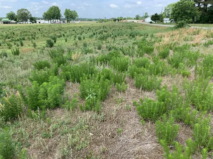 How Broadleaf Weed Control in Coral Springs, FL Helps Maintain a Healthy Lawn