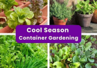 Fall Container Gardening: Veggies, Herbs & Native Plants