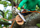 How Professional Tree Pruning Helps Maintain Healthy Trees in North Highlands, CA