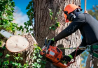 Tree Services in Bedford, KY: A Practical Guide to Safe Tree Care and Removal