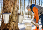 Maple Sugaring Equipment in Vermont: Essential Tools for Producers