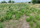 How Broadleaf Weed Control in Coral Springs, FL Helps Maintain a Healthy Lawn