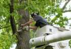 How Professional Tree Services in Tonasket, WA: Help Maintain Safe and Healthy Properties