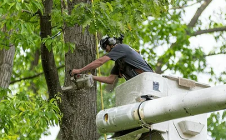 How Professional Tree Services in Tonasket, WA: Help Maintain Safe and Healthy Properties