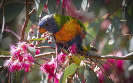 How to Protect Native Australian Wildlife: Practical Steps Everyone Can Take