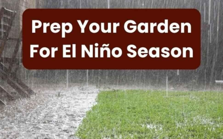 Potting Soil for a Wet El Niño Winter | Evergreen Nursery