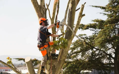 Tree Services in Sheboygan, WI: A Homeowner’s Guide to Tree Care, Trimming, and Maintenance