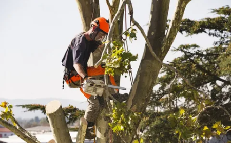 Why Professional Tree Removal Services in Green Ridge, MO Are Important for Property Safety