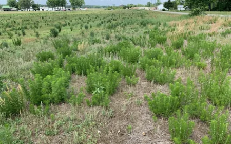 How Broadleaf Weed Control in Coral Springs, FL Helps Maintain a Healthy Lawn