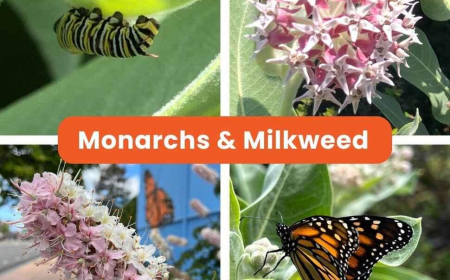 Monarch Plants for San Leandro Gardens: Milkweed & Habitat