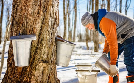 Maple Sugaring Equipment in Vermont: Essential Tools for Producers