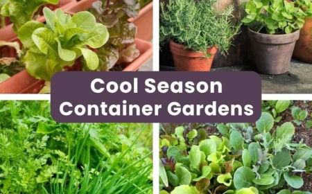 Drought-Tolerant Plants for Fall Pots | Evergreen Nursery