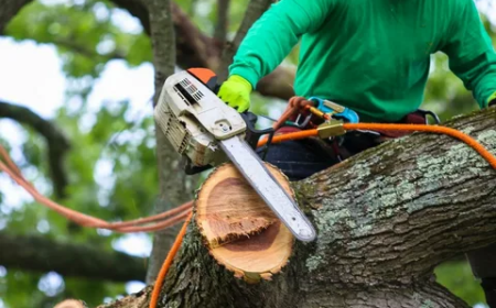 How Professional Tree Pruning Helps Maintain Healthy Trees in North Highlands, CA