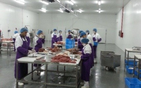 Professional Shawarma Factory Setup & Production Consulting Services