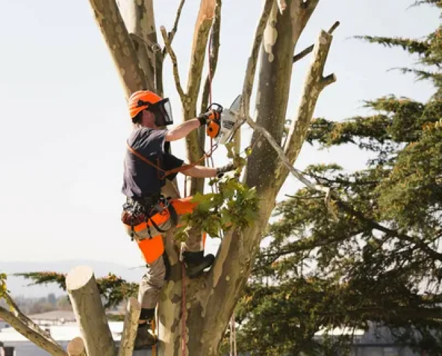 Tree Services in Sheboygan, WI: A Homeowner’s Guide to Tree Care, Trimming, and Maintenance