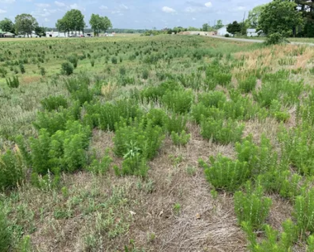 How Broadleaf Weed Control in Coral Springs, FL Helps Maintain a Healthy Lawn