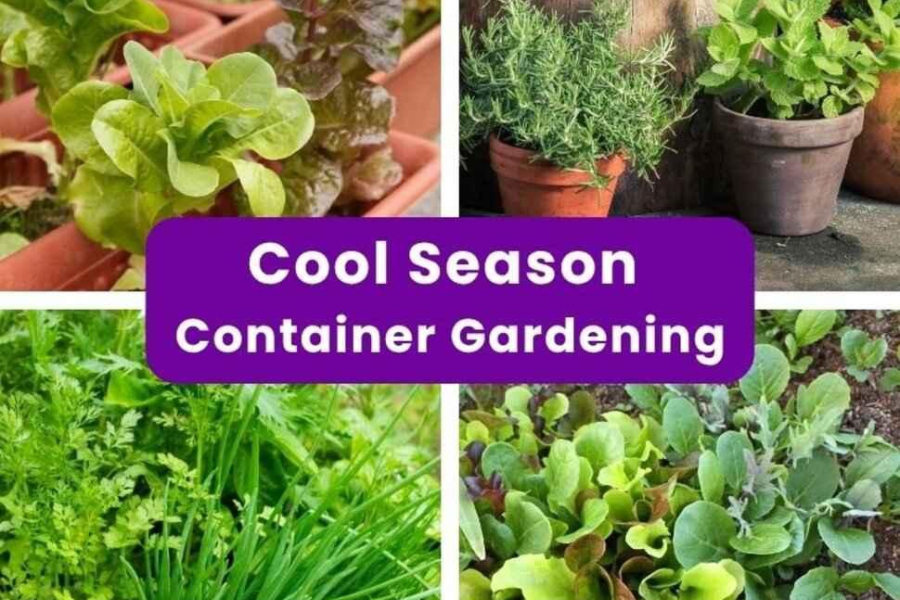 Edible Landscape Plants for Fall Containers in the East Bay