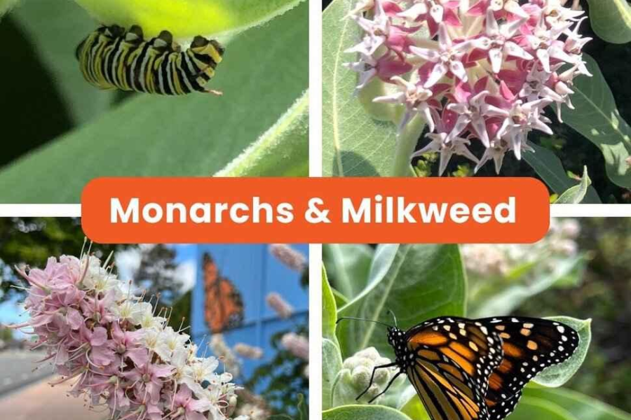 Monarch Plants for San Leandro Gardens: Milkweed & Habitat